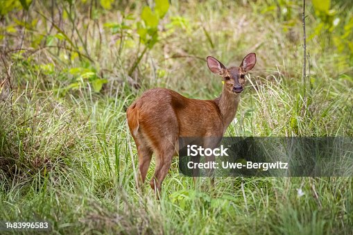 Guarda Chuva Veado Tijolo para quem procura